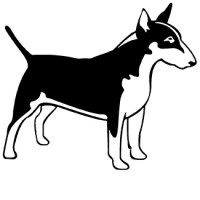 bull-terrier-04